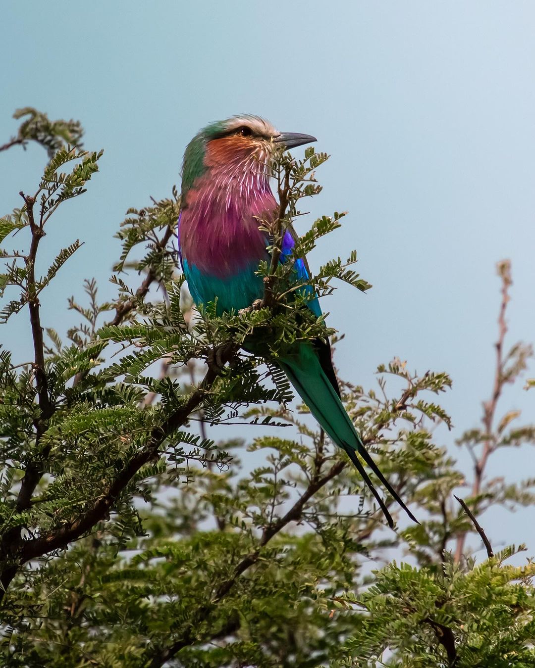 in Lake Manyara