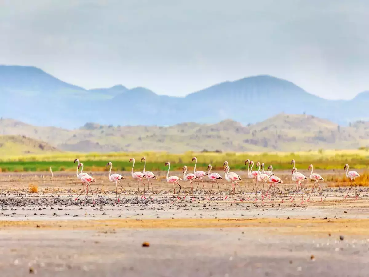 in Lake Natron