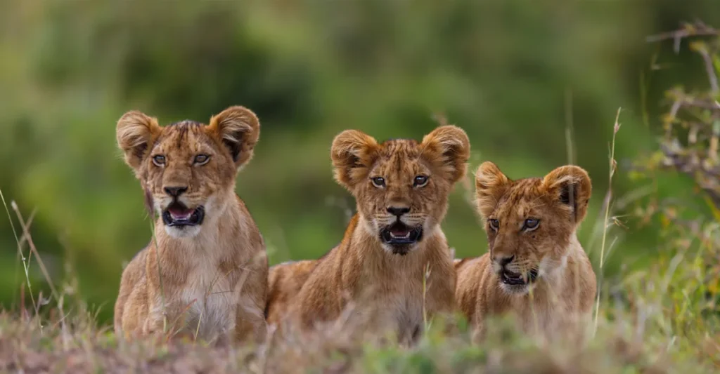 Top 5 Family-Friendly Tanzania Safari Tours