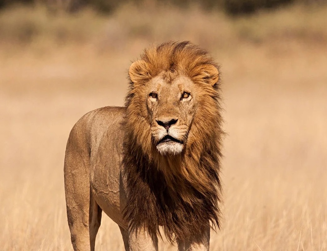 Top 10 Best National Parks in Tanzania for Safari