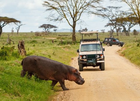 Tanzania Safari Tours