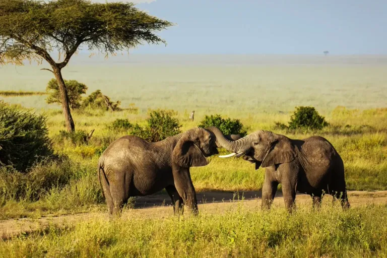 Trusted Travel Agency in Tanzania