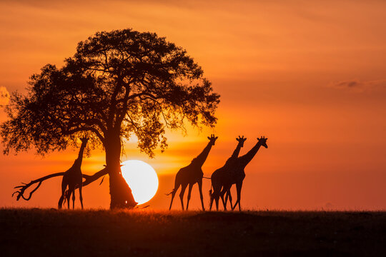 serengeti sunset