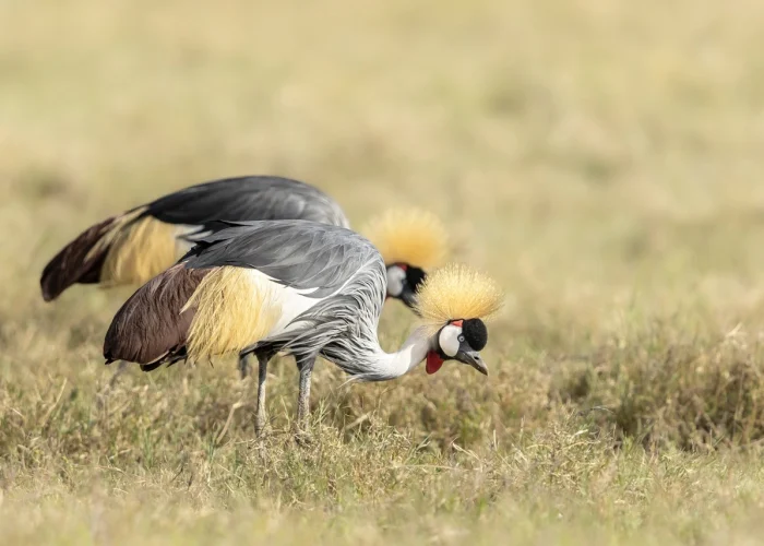 Birds Ngorongoro Crater