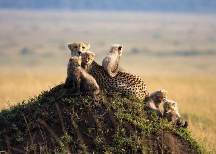 Cheetah family on a rock