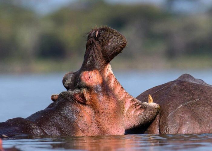 Lake Manyara national Park hippo