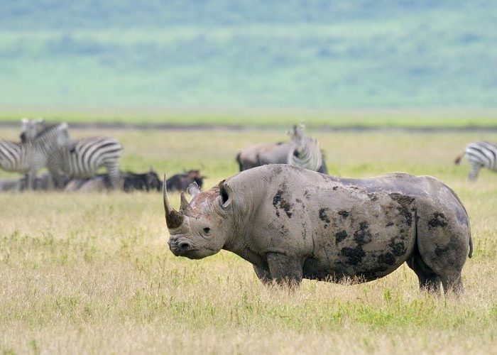 Ngorongoro cerater safari in tanzania