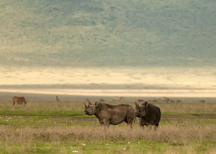 Rhinos_in_Ngorongoro_Crater