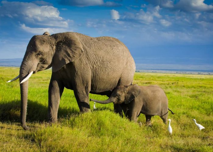 Tanzania_elephants ngorongoro