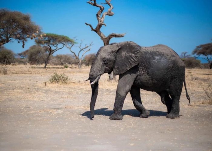 camping safari in tanzania