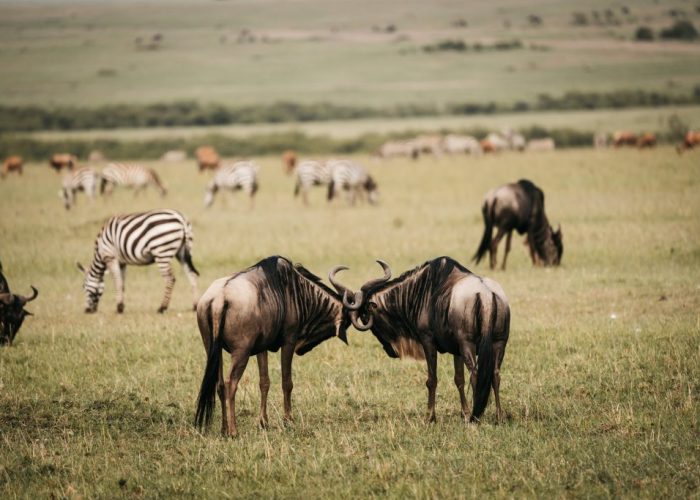 holiday safari in tanzania