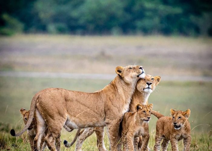 grpup joining ngorongoro