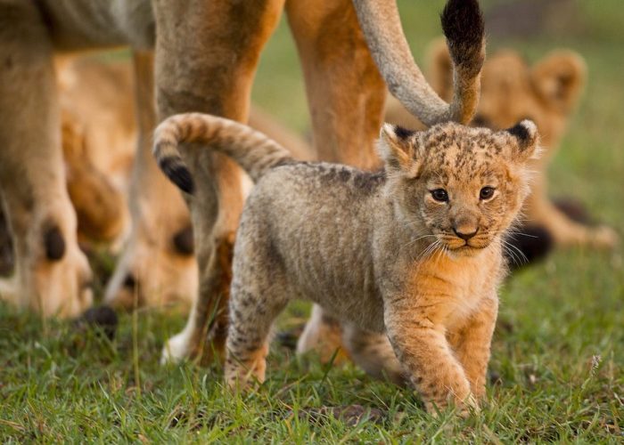 lions-Serengeti national park