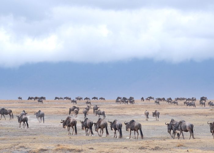 ngorongoro camping safari