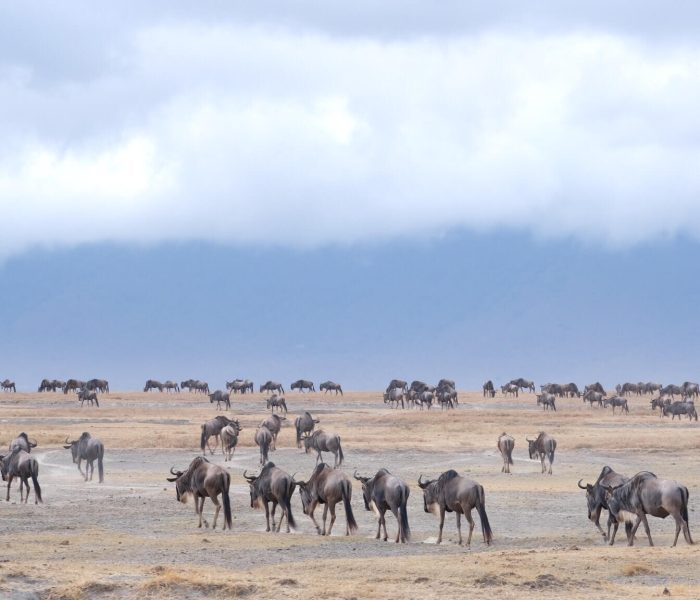 ngorongoro camping safari