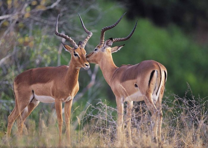 game drive in serengeti tanzania