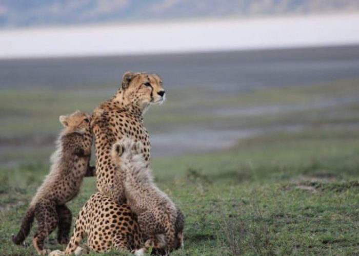 serengeti national park honeymoon safari