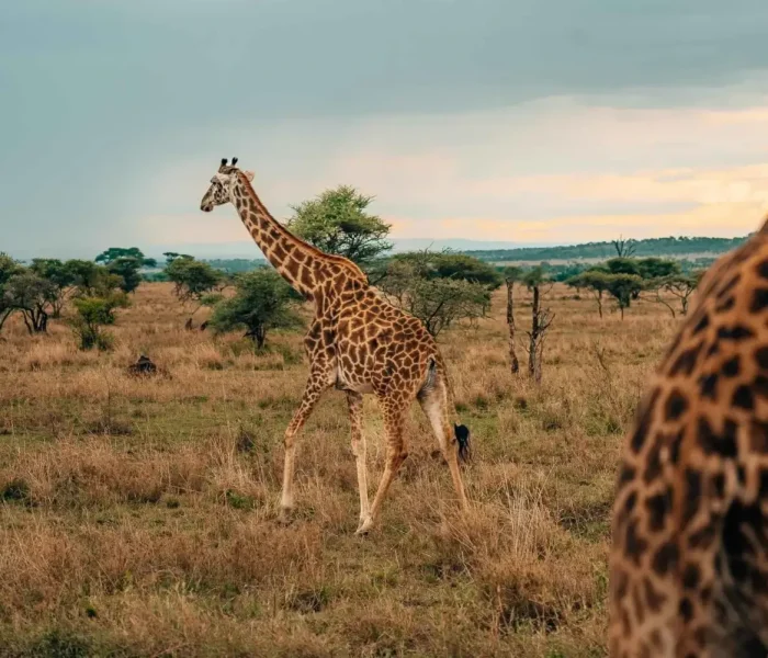 tanzania camping safari