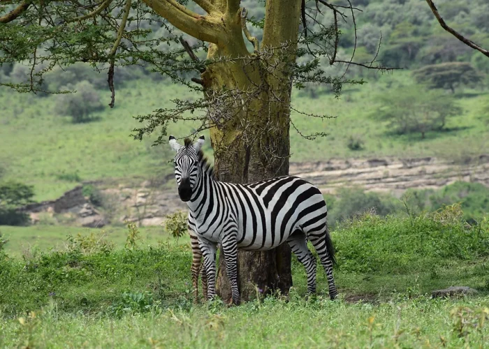 tanzania wildlife sfari Camping Experience