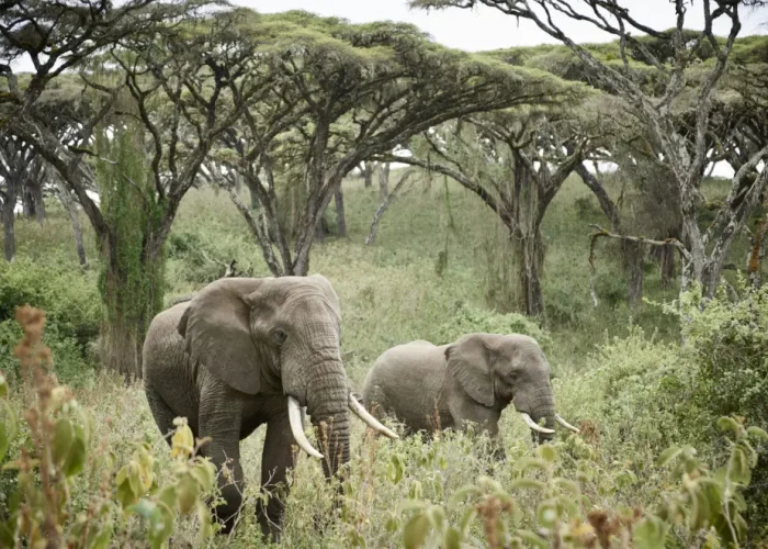 tarangire national park