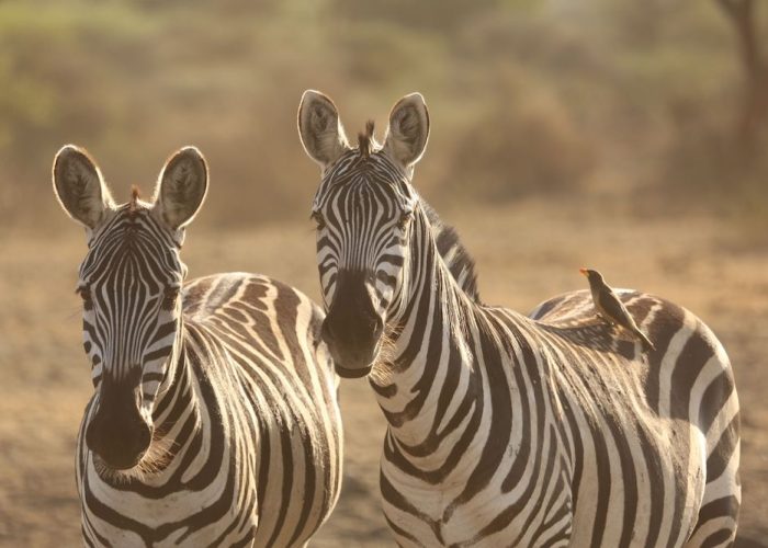 tarangire national park