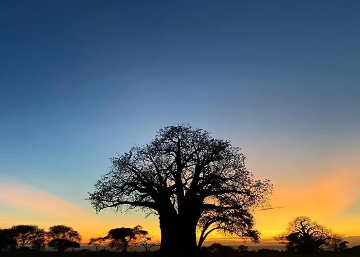 tarangire national sundown