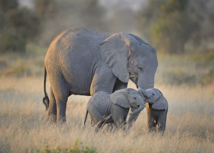 tanzania safari in tarangire national park